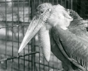 Een Grote Adjutant Ooievaar in de London Zoo in juli 1925 door Frederick William Bond
