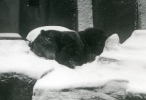 Een grizzlybeer slapend in de sneeuw, London Zoo, 1924
