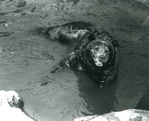 Een grizzlybeer baadt in zijn zwembad in de London Zoo door Frederick William Bond
