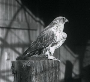 Een giervalk rustend op een stam, London Zoo, december 1925 door Frederick William Bond
