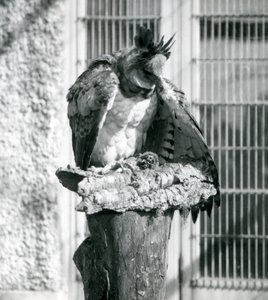 Een harpijarend in de dierentuin van Londen, april 1914 door Frederick William Bond