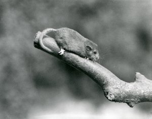 Een hazelmuis op een tak, London Zoo door Frederick William Bond