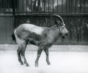 Een Himalaya ibex in de London Zoo, 1927 door Frederick William Bond