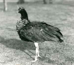 Een Hoornschreeuwer staat op gras in de Londense Zoo in september 1927 door Frederick William Bond