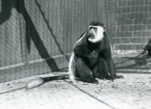 Een Kikuyu Zwart-witte Colobus Aap zittend in zijn verblijf in de London Zoo in juli 1925