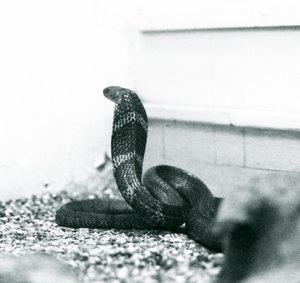 Een Koningscobra in London Zoo, oktober 1925 door Frederick William Bond