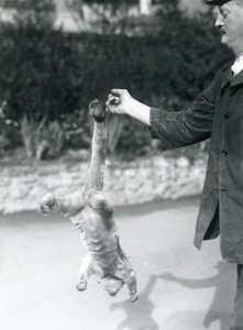 Een Kinkajou ondersteboven hangend aan de vinger van een verzorger, London Zoo, september 1925