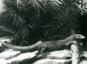 Een Komodovaraan rustend met zijn nek en voorpoten tegen een stam in de London Zoo in juni 1927 door Frederick William Bond