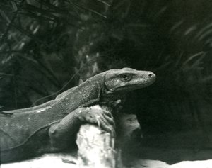 Een Komodovaraan rustend met zijn nek en voorpoten tegen een stam in de London Zoo in juni 1927 door Frederick William Bond