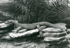 Een Komodovaraan rustend op een rotswand in London Zoo in 1927 door Frederick William Bond