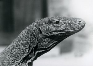 Een Komodovaraan in de London Zoo in augustus 1928 door Frederick William Bond