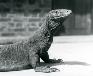 Een Komodovaraan in de London Zoo in augustus 1928