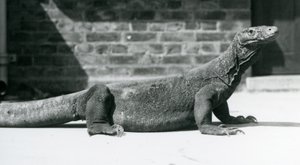 Een Komodovaraan in de London Zoo in augustus 1928