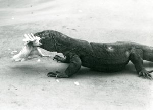 Een Komodovaraan die een kip eet, London Zoo door Frederick William Bond