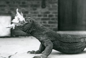 Een Komodovaraan die een kip eet in de London Zoo, augustus 1928 door Frederick William Bond