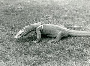 Een Komodovaraan uit voor een wandeling op een gazon, met een harnas en riem