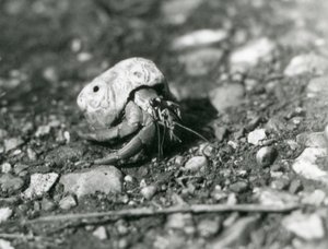 Een landheremietkreeft, London Zoo door Frederick William Bond