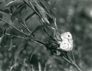 Een landheremietkreeft die op een kleine tak klimt, London Zoo door Frederick William Bond