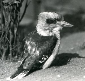 Een lachende kookaburra in de Londense dierentuin in april 1925 door Frederick William Bond