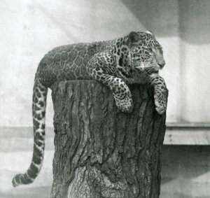 Een luipaard liggend op de top van een boomstronk met zijn staart bungelend, London Zoo