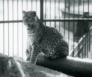 Een luipaard zit op een boomstam in zijn verblijf in London Zoo, september 1925 door Frederick William Bond