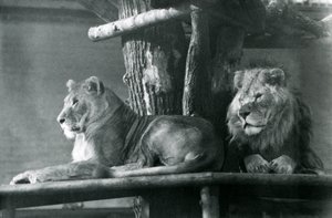 Een leeuw en leeuwin rustend op een hoog platform in hun verblijf, London Zoo in 1929 door Frederick William Bond