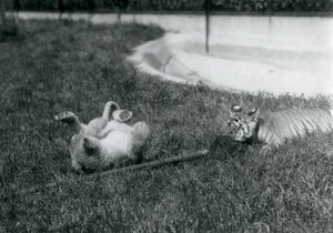 Een leeuwenwelp en tijgerwelp spelen met een dweil, op het gras, bij een vijver, London Zoo, september 1925 door Frederick William Bond