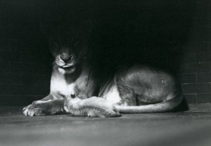 Een leeuwenwelp ligt met zijn moeder in de schaduw van de achterkant van hun verblijf, London Zoo, oktober 1925 door Frederick William Bond