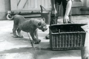 Een leeuwenwelp kijkt naar een tijgerwelp in een rieten mand, die een verzorger opent, London Zoo, september 1925