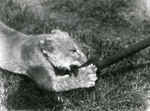 Een leeuwenwelp speelt met een dweil, vastgehouden door zijn verzorger, op het gras voor zijn verblijf, London Zoo, september 1925