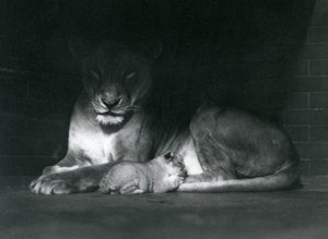 Een leeuwin en welp liggen in de schaduw van de achterkant van hun verblijf, London Zoo, oktober 1925 door Frederick William Bond