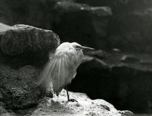 Een Kleine Zilverreiger rustend tussen rotsen in London Zoo in 1930 (zwart-wit foto)