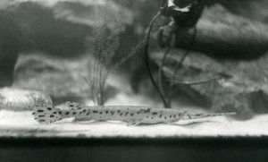 Een Langneusgar, of Naaldneusgar, London Zoo door Frederick William Bond