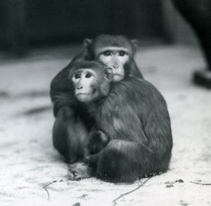 Een makaak met haar baby zittend op de vloer van hun verblijf, London Zoo door Frederick William Bond