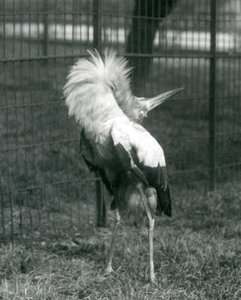 Een Maguarireiger die de op-en-neer display uitvoert, London Zoo, juli 1925 door Frederick William Bond
