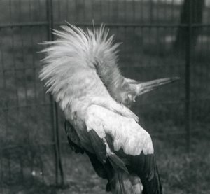 Een Maguarireiger die de op-en-neer display uitvoert, London Zoo, juli 1925 door Frederick William Bond