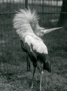 Een Maguari Ooievaar voert de op-en-neer display uit, London Zoo, juli 1925 door Frederick William Bond