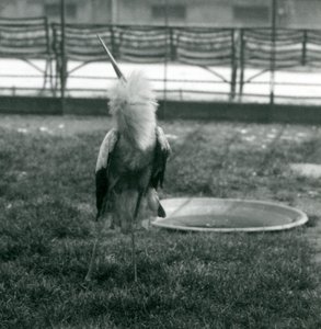 Een Maguari Ooievaar die de op-en-neer beweging uitvoert terwijl hij op gras staat naast een klein betonnen zwembad, London Zoo, juli 1925 door Frederick William Bond