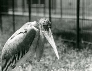 Een Maraboe in zijn verblijf in London Zoo in september 1928 door Frederick William Bond
