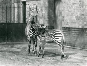 Een Bergzebra en haar veulen in London Zoo in 1929 (zwart-wit foto) door Frederick William Bond