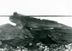 Een Modderkruiper, rustend op ondergedompelde rotsen, met zijn ogen boven water, London Zoo