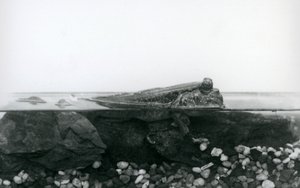 Een modderkruiper, rustend op ondergedompelde rotsen, met de bovenste helft van zijn lichaam boven water, London Zoo door Frederick William Bond