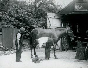 Een muilezel wordt beslagen in London Zoo in 1924 door Frederick William Bond