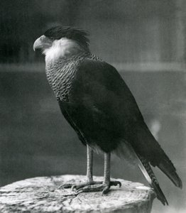 Een noordelijke kuifcaracara in de London Zoo door Frederick William Bond