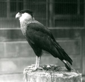 Een Noordelijke Kuifcaracara staand op een stam bij London Zoo, september 1925 door Frederick William Bond