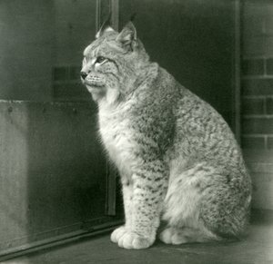 Een Noordelijke lynx, London Zoo, februari 1925