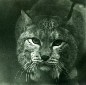 Een Noordelijke lynx, London Zoo, februari 1925 door Frederick William Bond