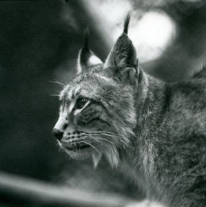 Een Noordelijke Lynx in London Zoo, juli 1925 door Frederick William Bond