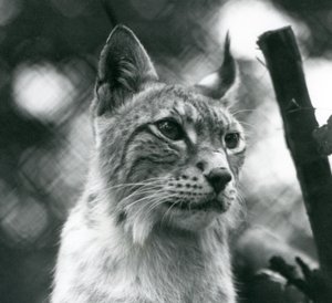 Een Noordelijke Lynx in London Zoo, juli 1925 door Frederick William Bond