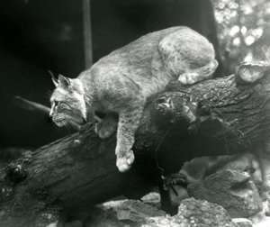 Een Noordelijke Lynx die van een tak naar beneden leunt, London Zoo, oktober 1925 door Frederick William Bond